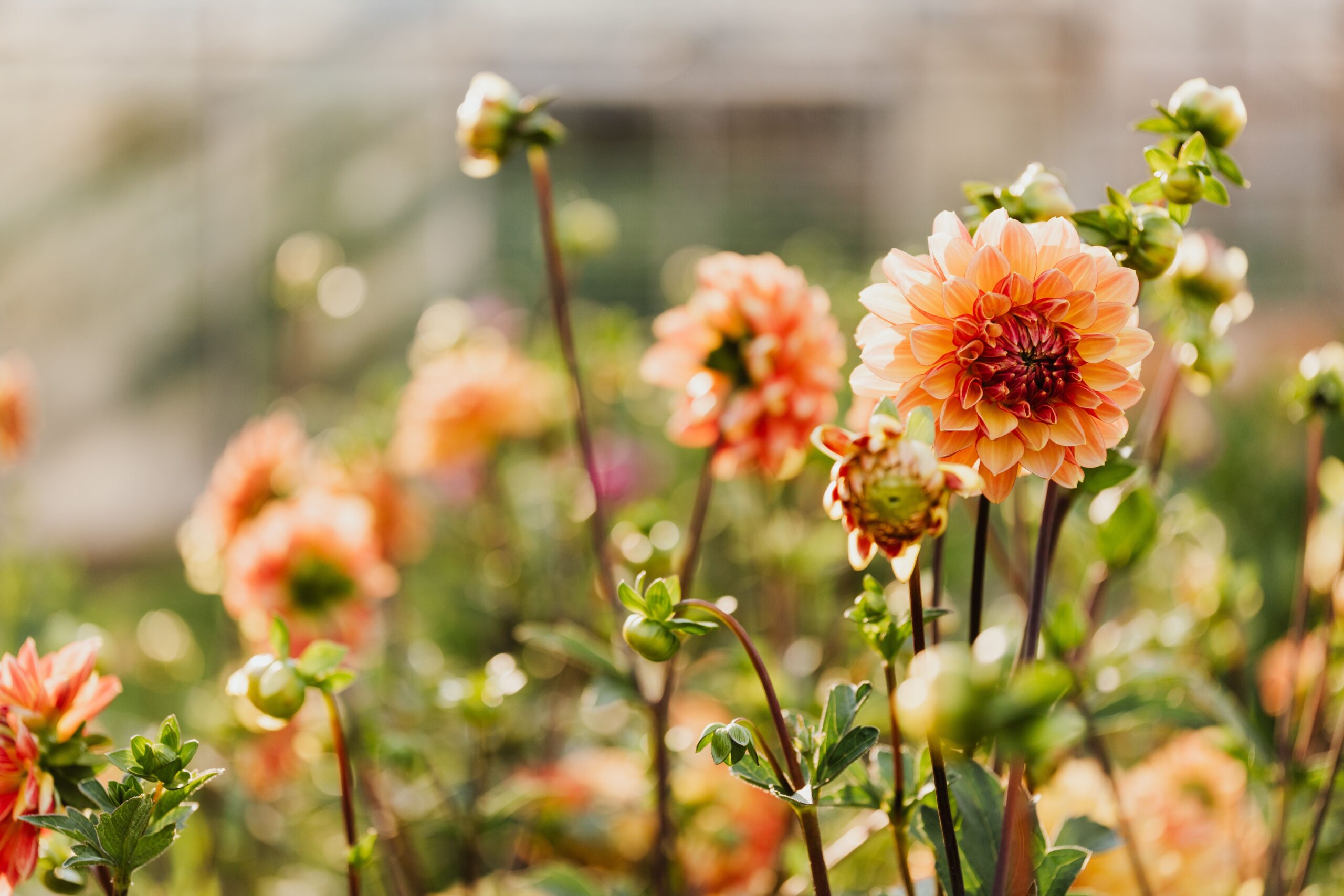 Waarom dahlia’s de perfecte zomerbloem zijn
